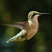 bird